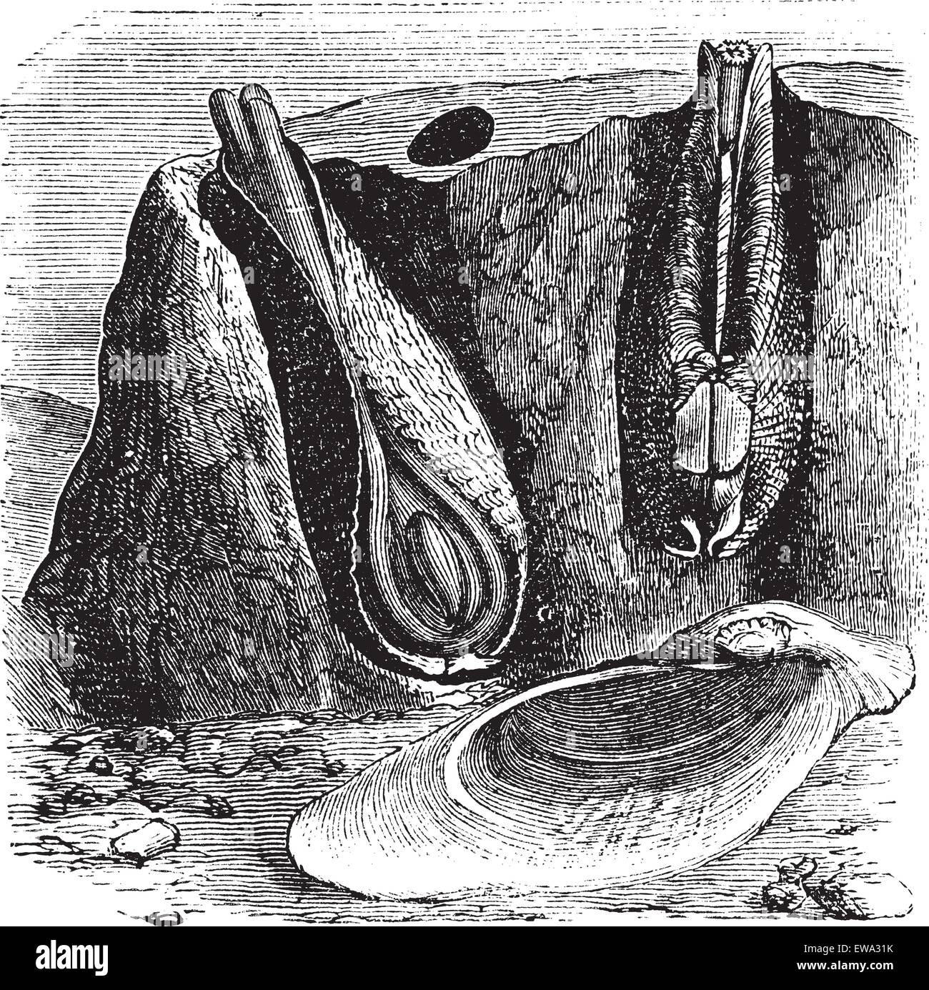 Gemeinsamen Piddock oder Pholas Dactylus oder Stein Borer, Vintage Gravur. Alte eingraviert Darstellung der gemeinsamen Piddock in den Gneis. Stock Vektor