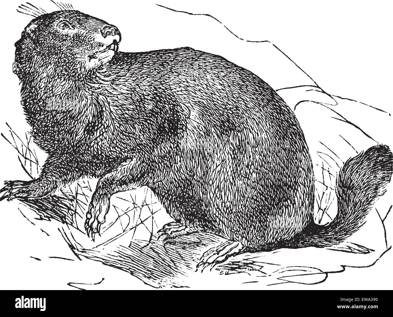 Alpine Marmot oder Marmota Marmota, Vintage-Gravur. Alte eingraviert Abbildung von Alpine Marmot in der Wiese. Stock Vektor