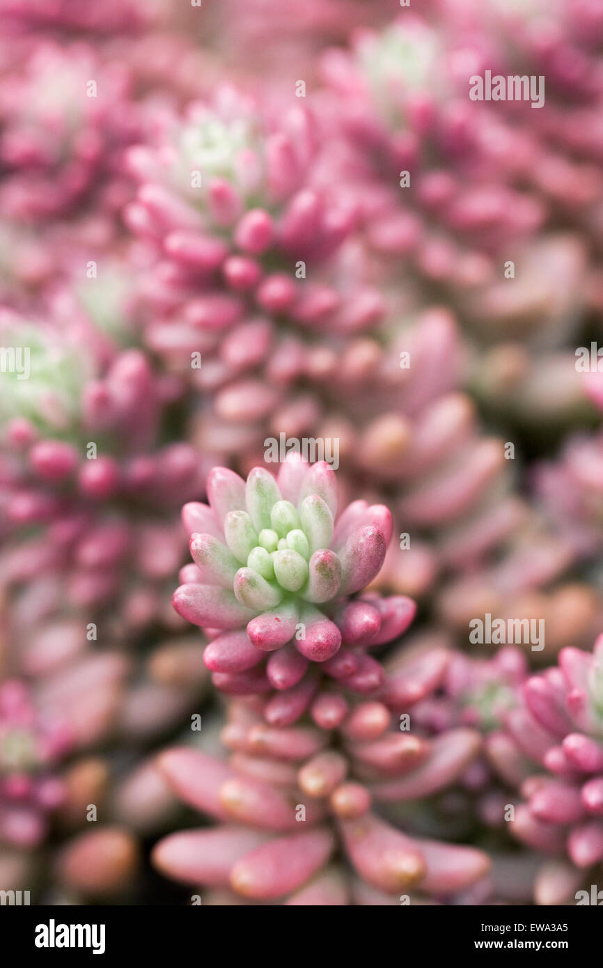 Sedum X rubrotinctum Pflanzen "Aurora" in einer geschützten Umgebung wachsen. Stockfoto