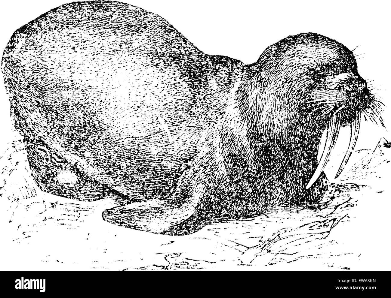 Walross oder Seepferdchen, graviert Vintage Illustration. Trousset Enzyklopädie (1886-1891). Stock Vektor