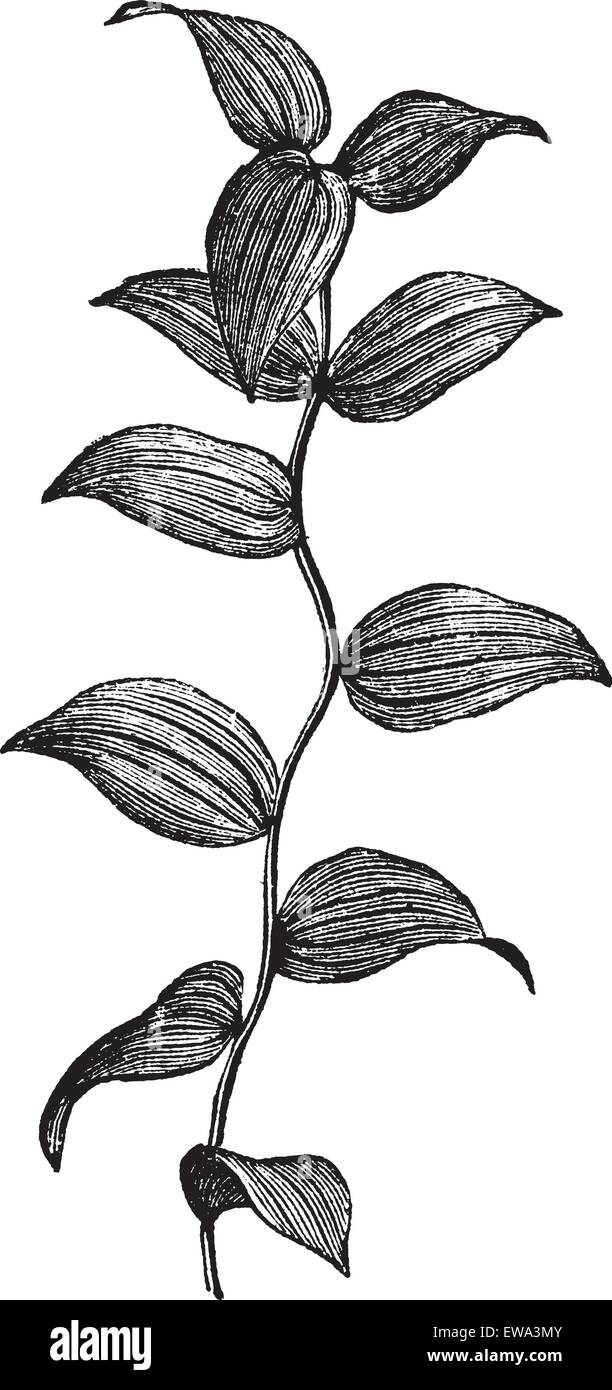 Afrikanische Spargel Farn oder Spargel Asparagoides graviert Vintage Illustration. Trousset Enzyklopädie (1886-1891). Stock Vektor