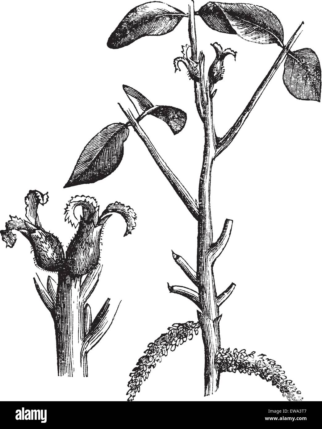 Nussbaum oder Juglans SP. zeigt Blumen (links), graviert Vintage Illustration. Trousset Enzyklopädie (1886-1891). Stock Vektor