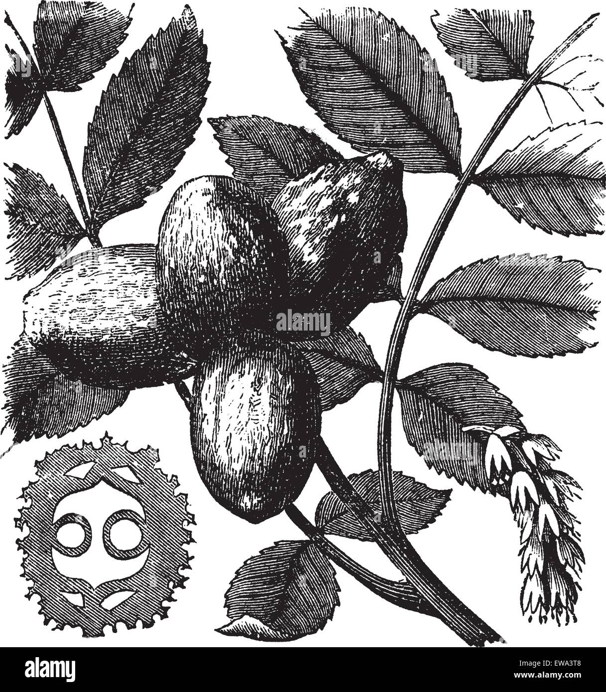 Nussbaum oder Juglans SP., graviert mit Blumen (rechts) und Muttern (links und Mitte), Vintage Abbildung. Trousset Enzyklopädie Stock Vektor