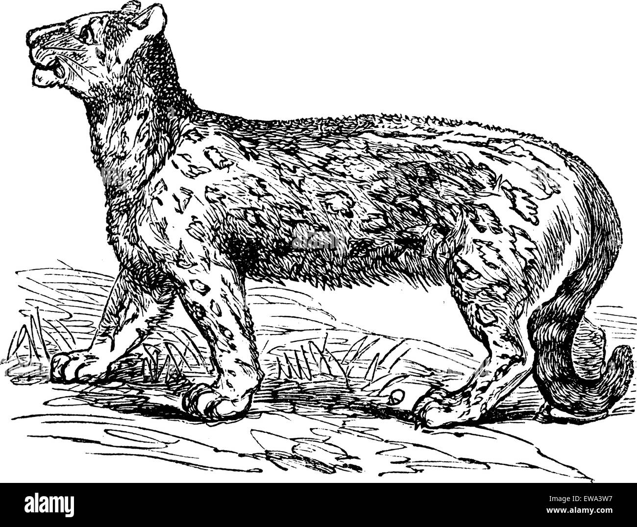Snow Leopard, Uncia Uncia, pardalis Uncia oder Panthera Uncia, graviert Vintage Illustration. Trousset Enzyklopädie (1886-1891). Stock Vektor
