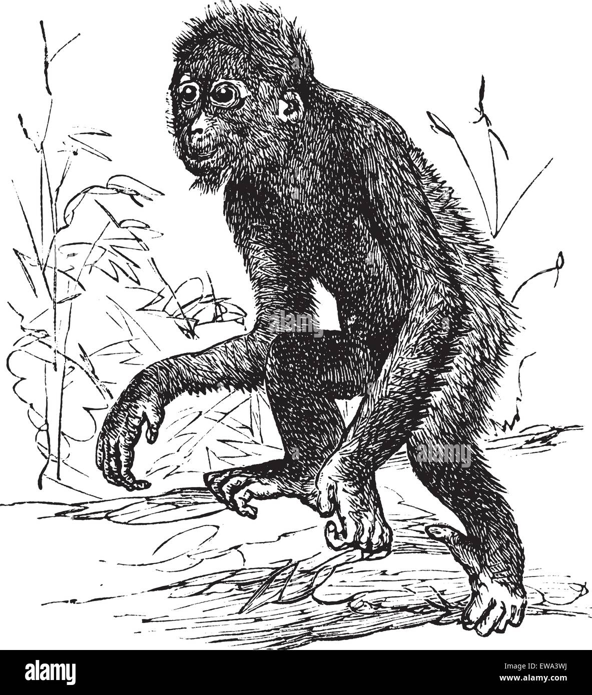 Orang-Utan oder Pithecus Satyrus, graviert Vintage Illustration. Trousset Enzyklopädie (1886-1891). Stock Vektor