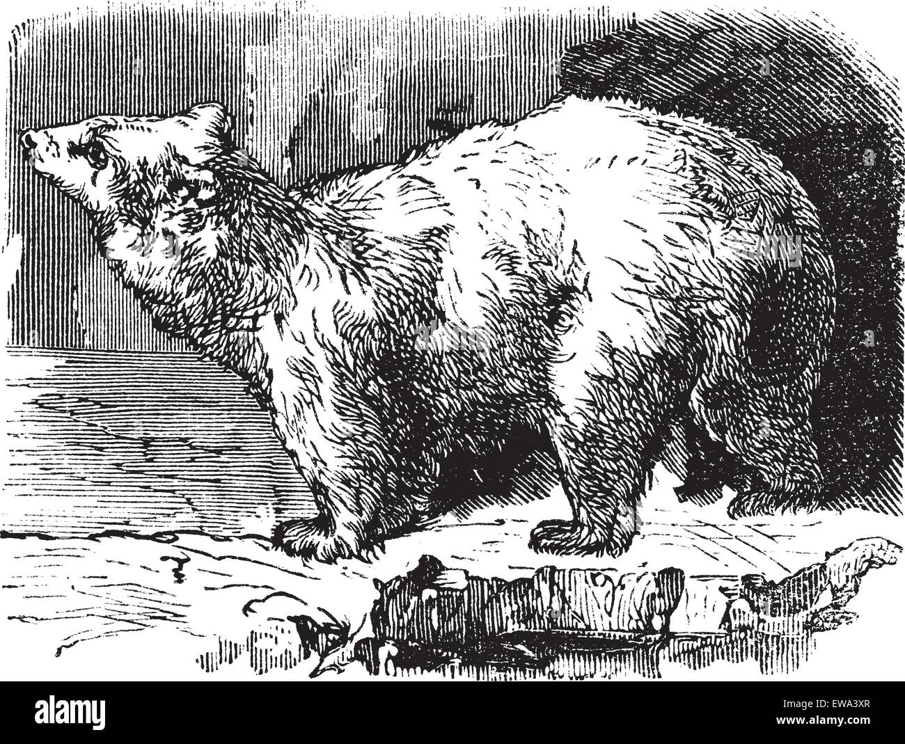 Eisbär (Ursus Maritimus), gravierte Vintage Illustration. Trousset Enzyklopädie (1886-1891). Stock Vektor