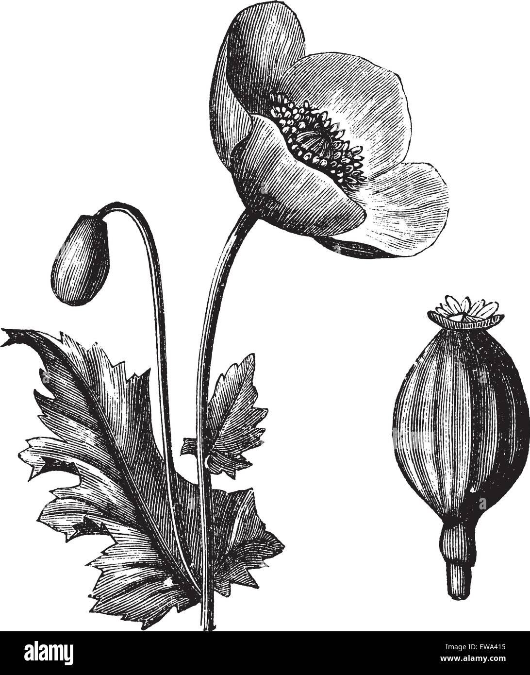 Schlafmohn oder Papaver Somniferum, graviert Vintage Illustration. Trousset Enzyklopädie (1886-1891). Stock Vektor