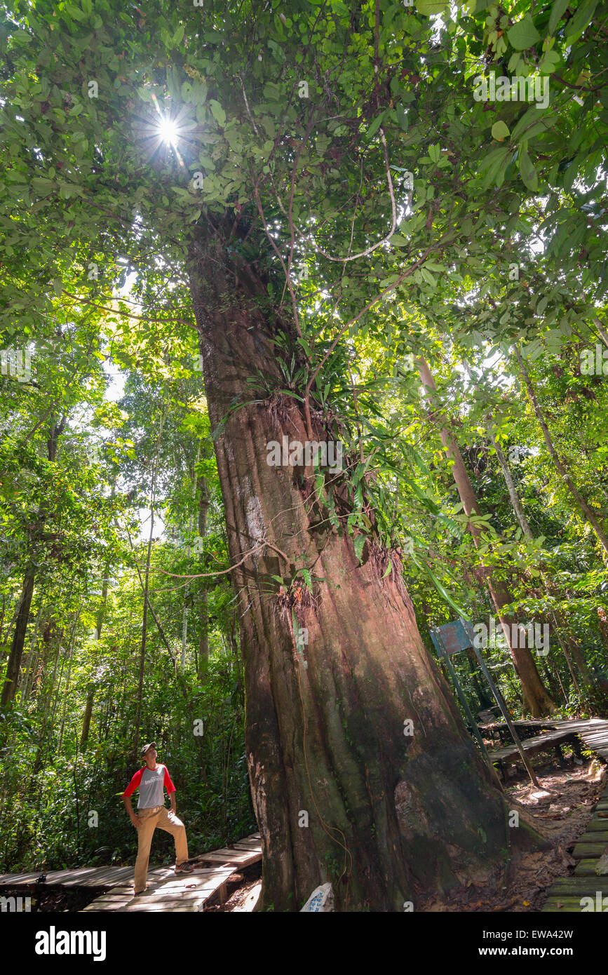 Ein Nationalpark-Ranger, der unter einem riesigen Borneaner Eisenholzbaum (Eusideroxylon zwageri) im Sangkima Nature Reserve, East Kalimantan, Indonesien, steht. Stockfoto