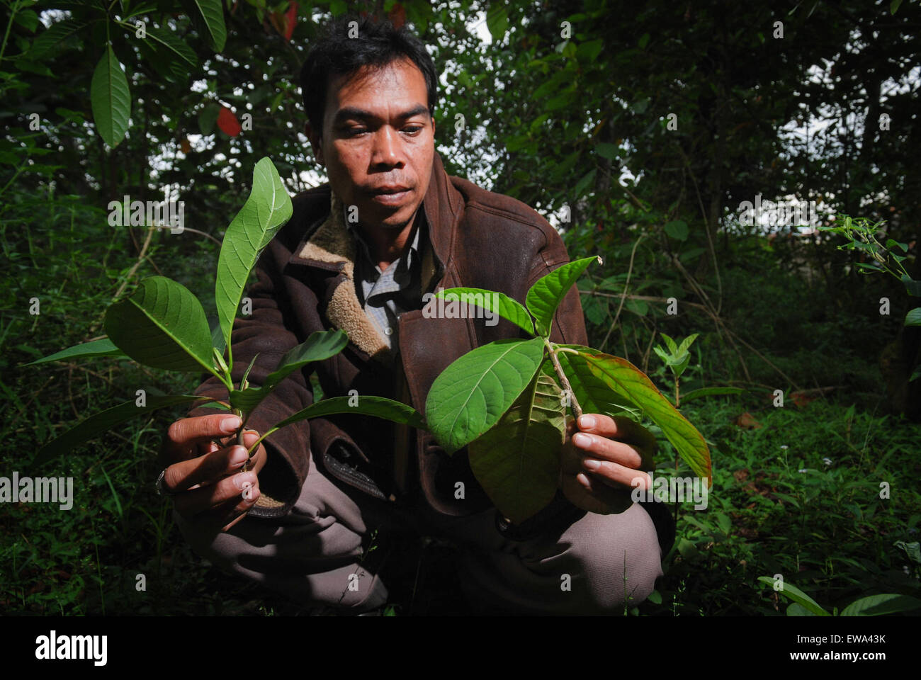 Ein Dorfbewohner, der Sorten von Chininblättern (Cinchona) in Lembang, West Bandung, West Java, Indonesien zeigt. Stockfoto