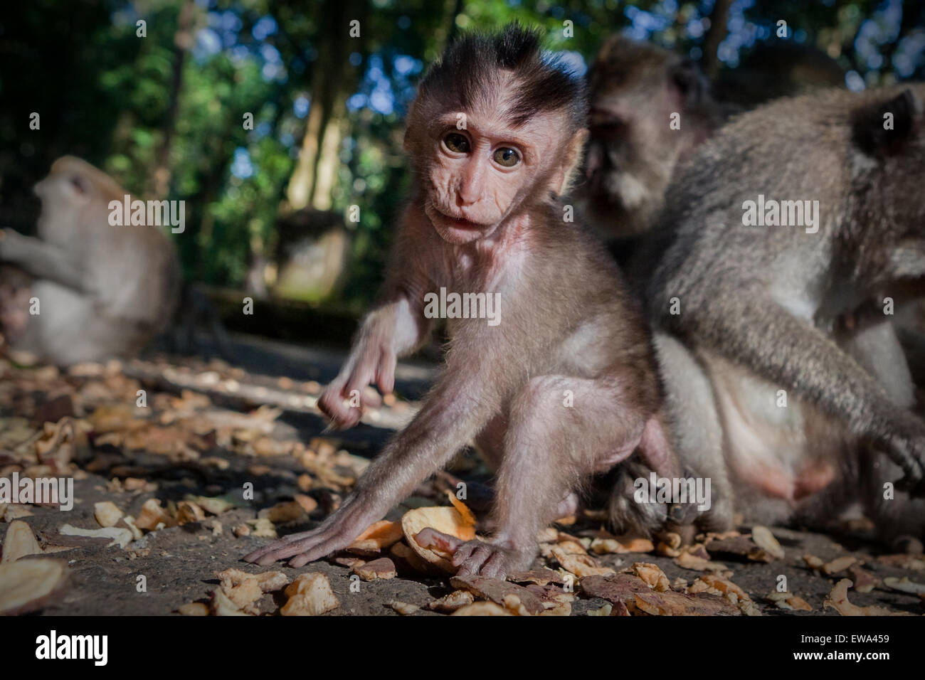 Baby lange tailed Macaque (Macaca Fascicularis) an der Monkey Forest in Ubud, Bali, Indonesien. Stockfoto