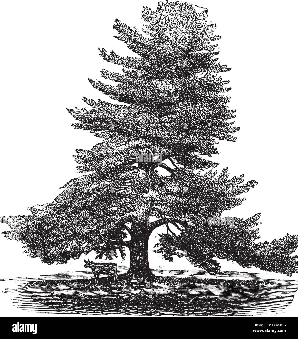 Östlichen Weymouthskiefer oder Pinus Strobus oder Weymouthskiefer oder Northern White Pine oder weiche Kiefer oder Weymouth-Kiefer, graviert Vintage Illustration. Tiere stehen neben einem Baum Pinus Strobus. Trousset Enzyklopädie (1886-1891). Stock Vektor Östlichen Weymouthskiefer oder Pinus Strobus oder Weymouthskiefer oder Northern White Pine oder weiche Kiefer oder Weymouth-Kiefer, graviert Vintage Illustration. Tiere stehen neben einem Baum Pinus Strobus. Trousset Enzyklopädie (1886-1891). Stock Vektor