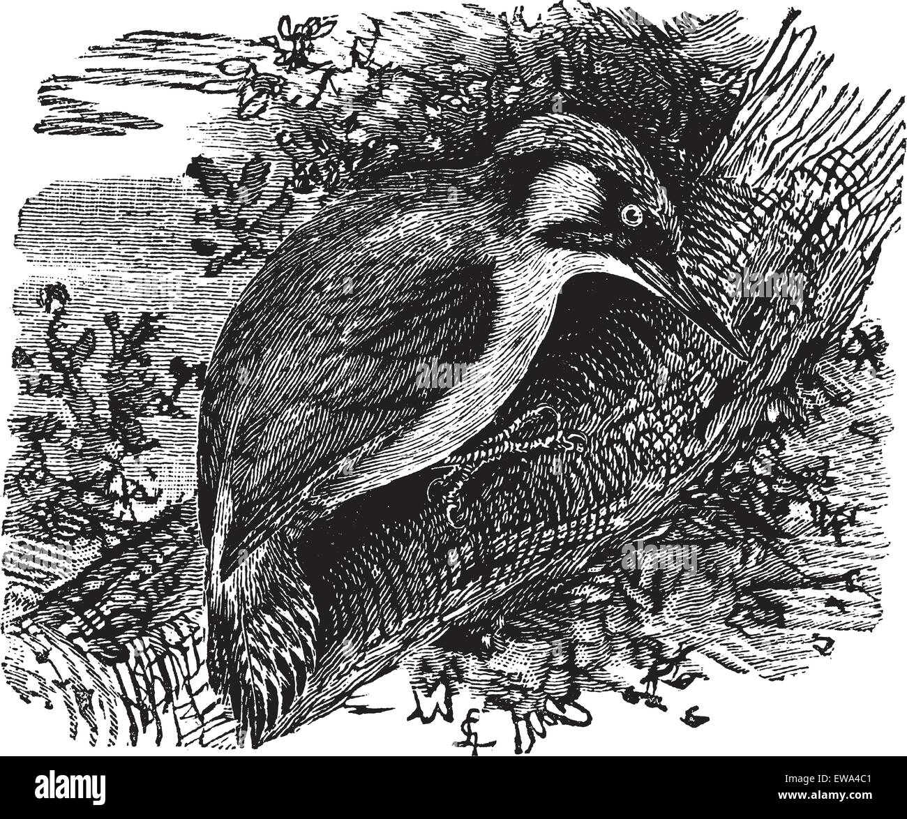 Specht oder Piculets oder Wendehals, graviert Vintage Illustration. Trousset Enzyklopädie (1886-1891). Stock Vektor