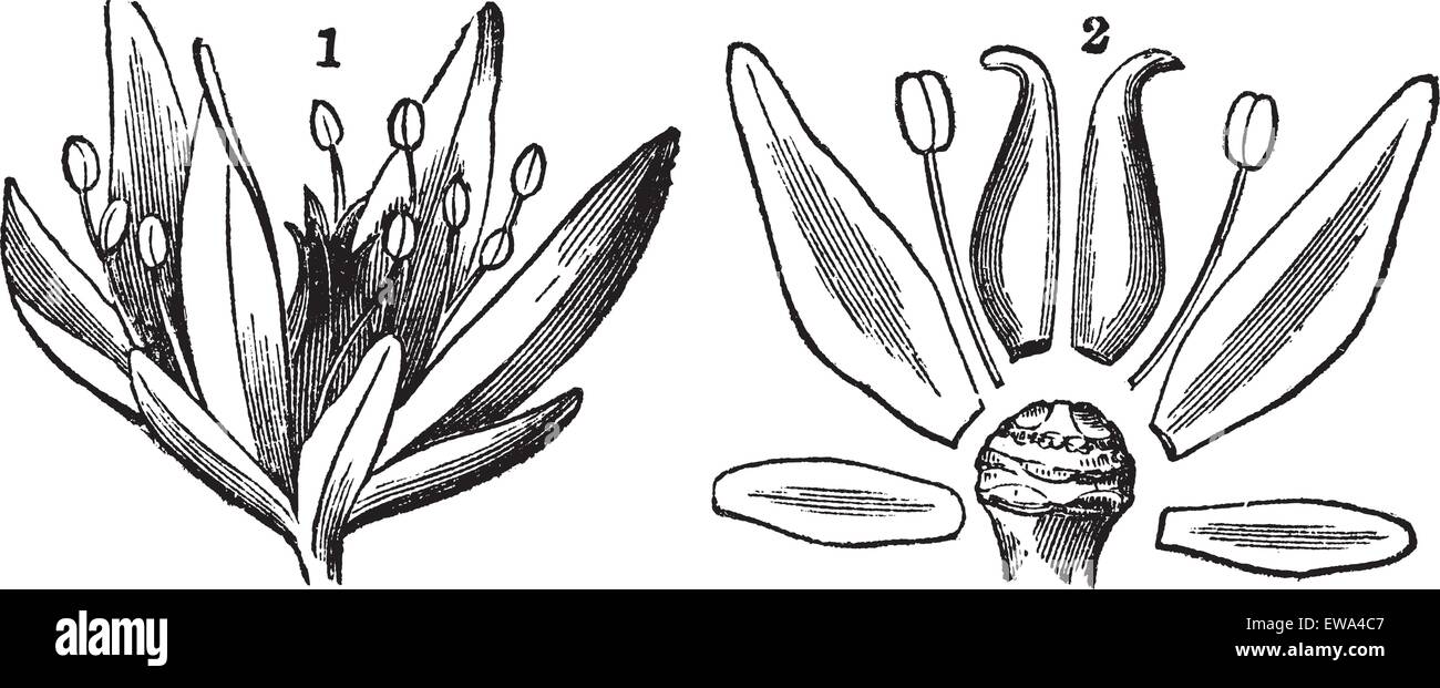 Teile einer Blume, zeigt Blütenachse, Blütenblätter, Kelchblätter, Filament und Stil graviert Vintage Illustration. Trousset Enzyklopädie (1886-1891). Stock Vektor