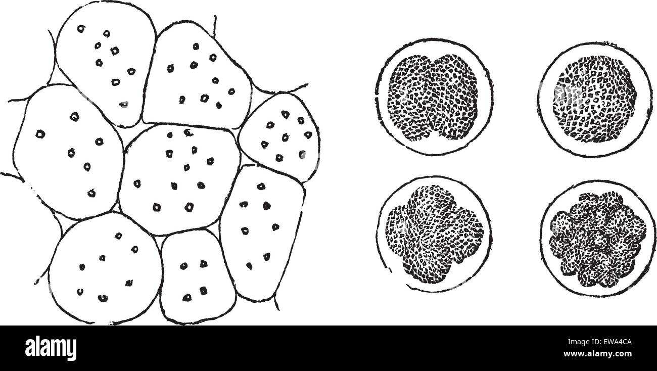 Zellteilung bei Pflanzen (links) und bei Tieren (rechts), gravierte Vintage Illustration. Trousset Enzyklopädie (1886-1891). Stock Vektor