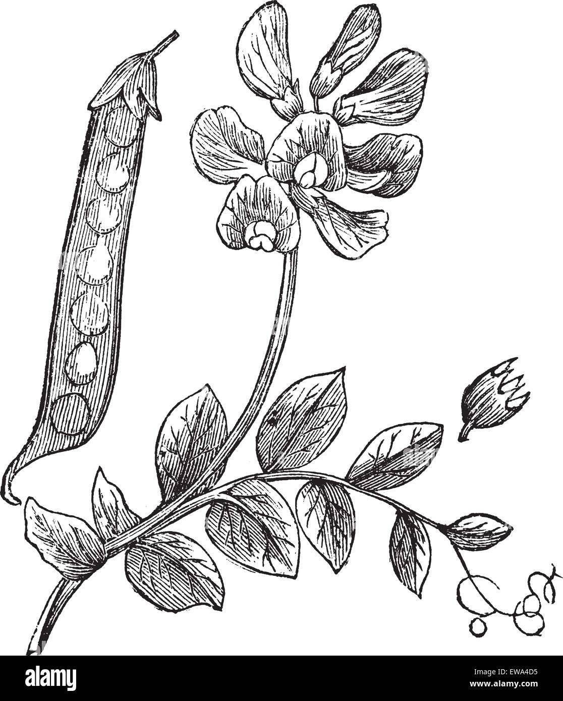 Erbsen oder Pisum Sativum, Vintage graviert Abbildung zeigt Pod (links) und Blume (oben Mitte). Trousset Enzyklopädie (1886- Stock Vektor