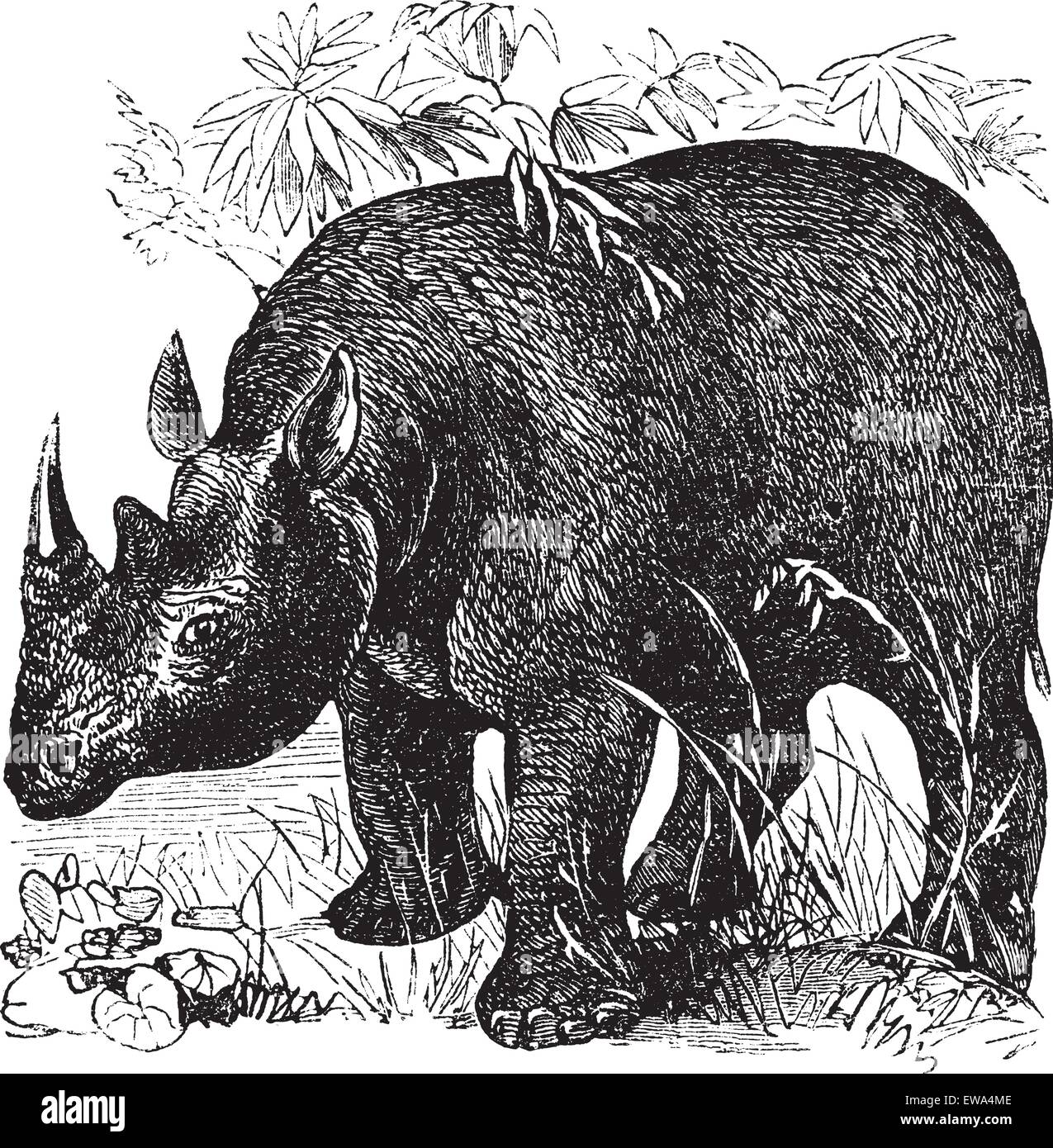 Spitzmaulnashorn oder Diceros Bicornis oder Haken-lippige Rhinoceros, Vintage Gravur. Alten eingraviert Außenillustration Spitzmaulnashorn in der Wiese. Stock Vektor