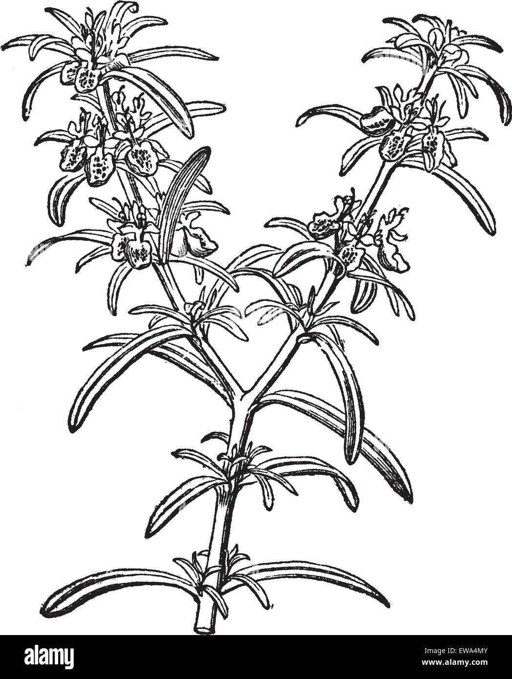 Rosmarin oder Rosmarinus Officinalis, Vintage-Gravur. Alten gravierten Abbildung von Rosmarin isoliert auf weißem Hintergrund. Stock Vektor