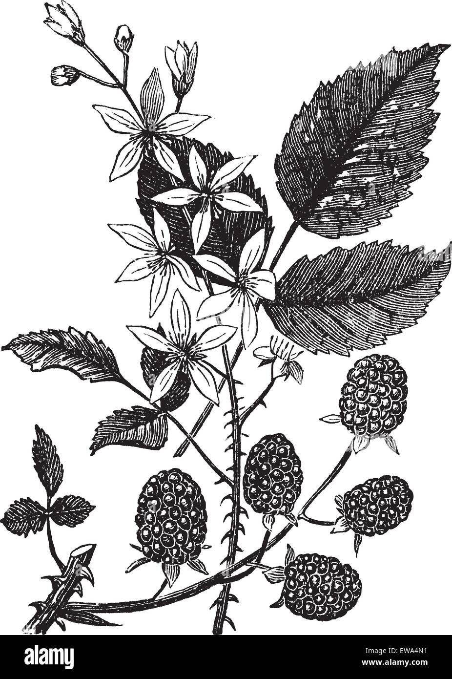 BlackBerry oder Rubus Villosus oder Bramble, Vintage Gravur. Alten gravierten Abbildung von Blackberry isoliert auf einem weißen Hintergrund. Stock Vektor