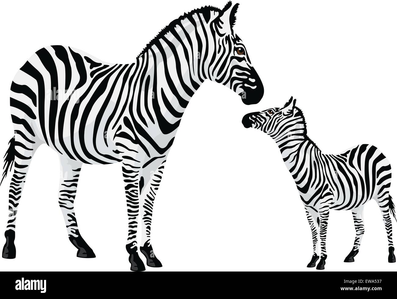 Zebra oder Equus Zebra, Vektor-illustration Stock Vektor