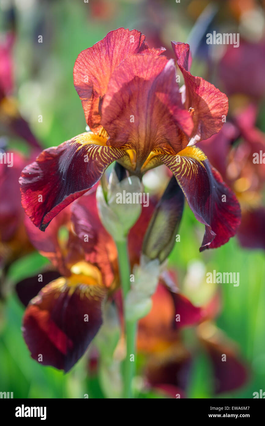 Braune Iris Blume Nahaufnahme Stockfoto