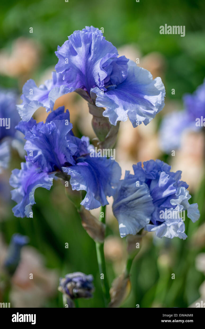 Leichte bläuliche Iris Iris hautnah Stockfoto