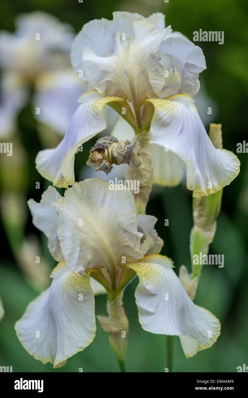 Weiße, gelbliche Iris Iris hautnah Stockfoto