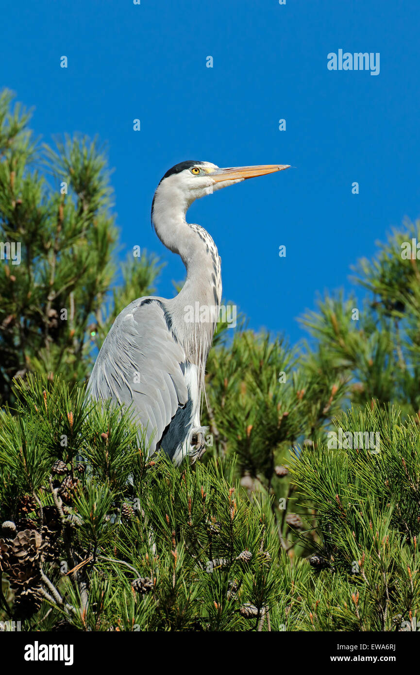 Ein Graureiher (Ardea Cinerea) thront auf einem Baum, Südafrika Stockfoto