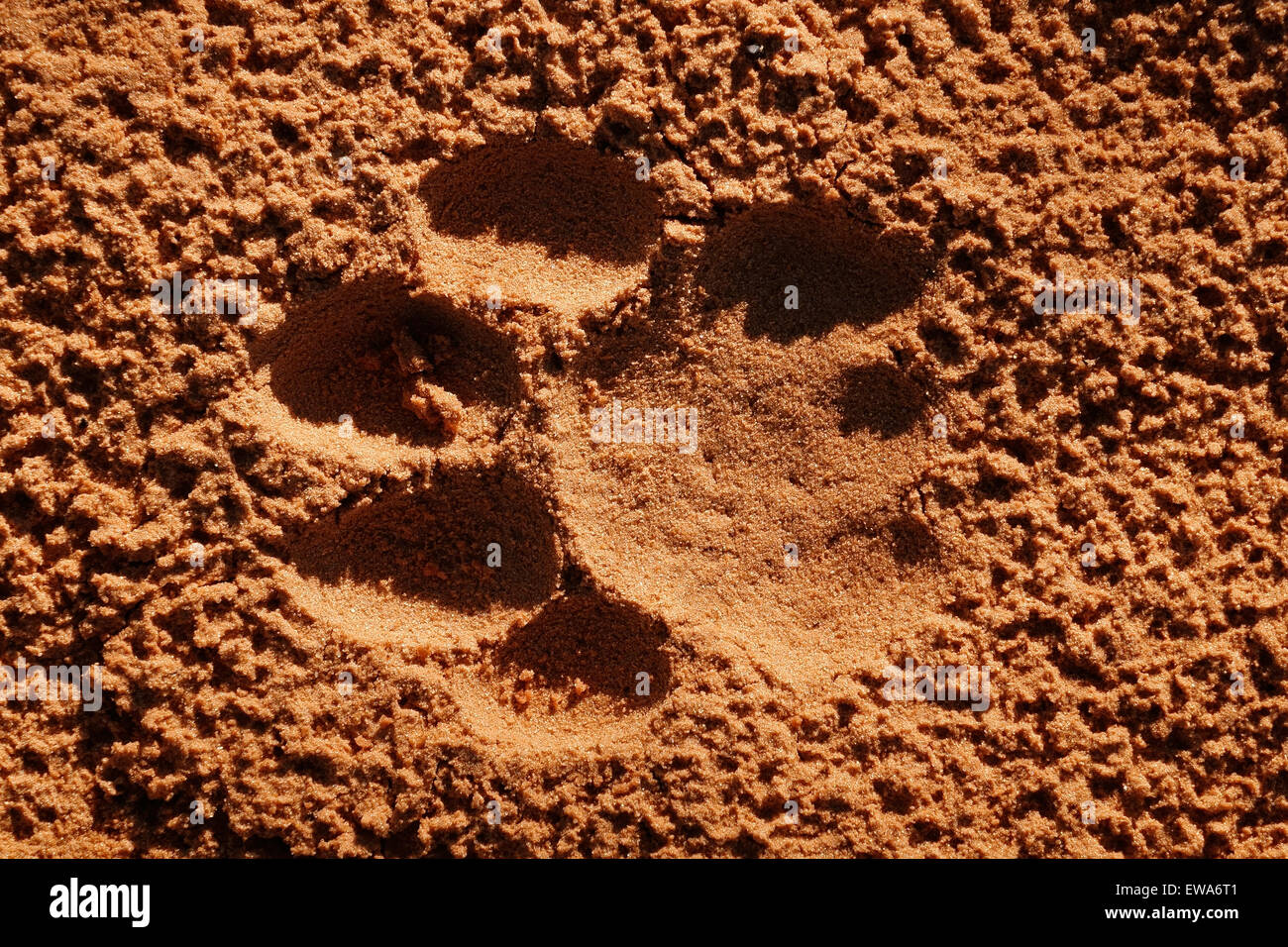 Impressum von der Pfote ein reifer Löwe (Panthera Leo) im weichen Sand, Südafrika Stockfoto
