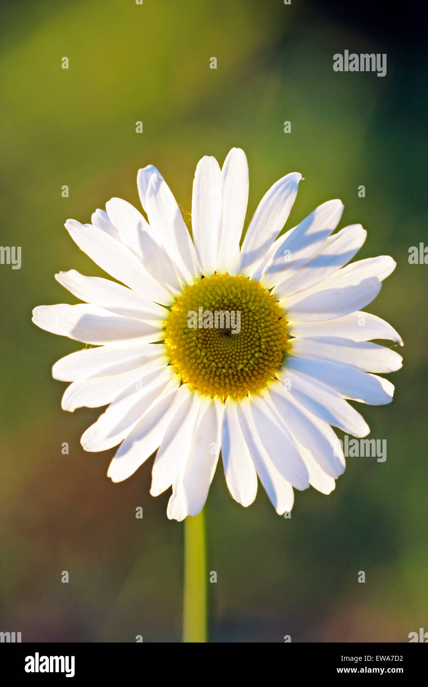 Wildflower Oxeye Daisy in der Abend-Sonne Stockfoto
