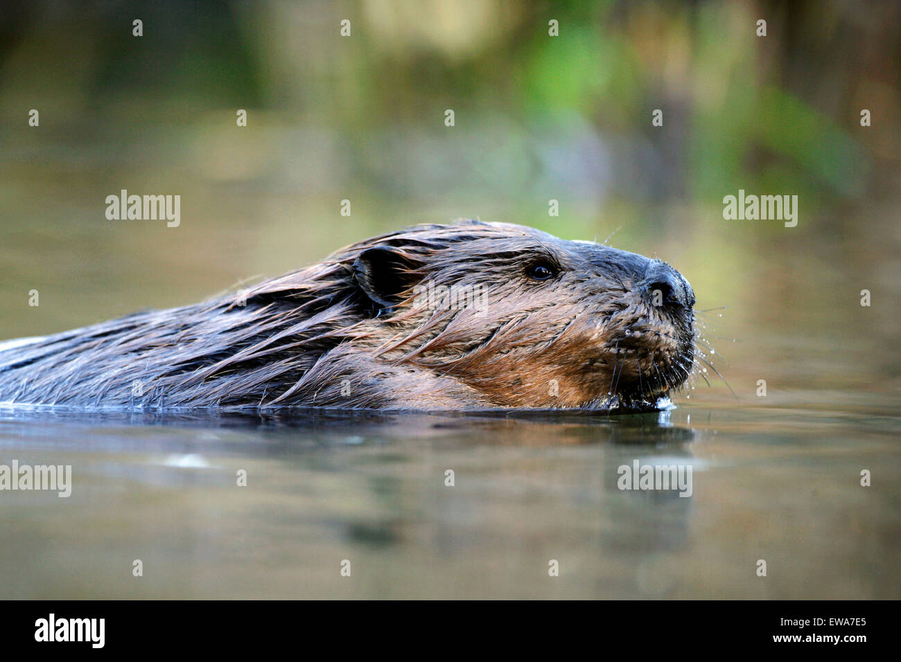 Biber Im Wasser Stockfotos und bilder Kaufen Alamy