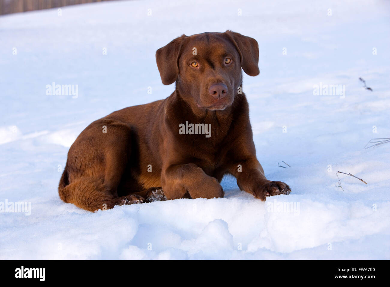 Chocolate Labrador Retriever sitzend auf Schnee, Porträt Stockfoto
