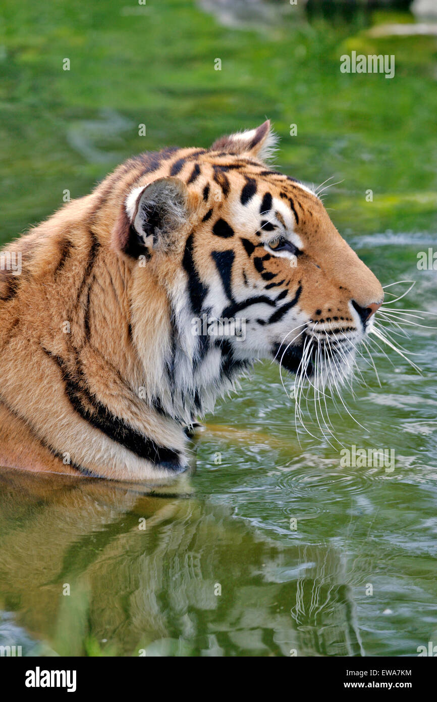 Bengal Tiger stehend im Wasser, Porträt, Nahaufnahme Stockfoto