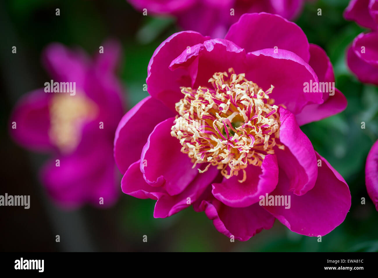 Lila Pfingstrose Blume Nahaufnahme Peonia Stockfoto