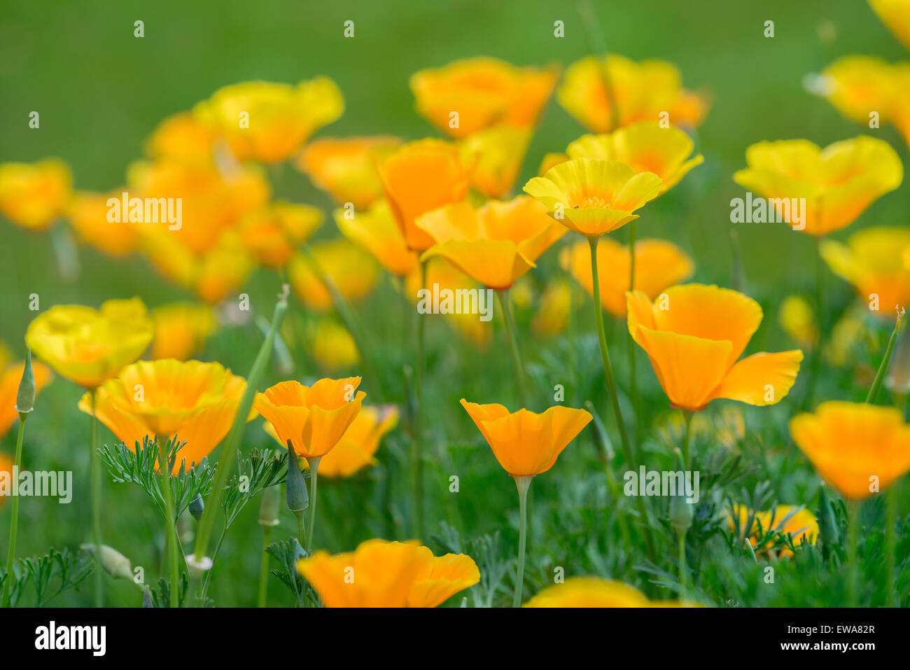 Eschscholzia Californica California Poppy, Mohn, Kalifornischer Mohn, golden Poppy, California Sonnenlicht Tasse Gold Stockfoto