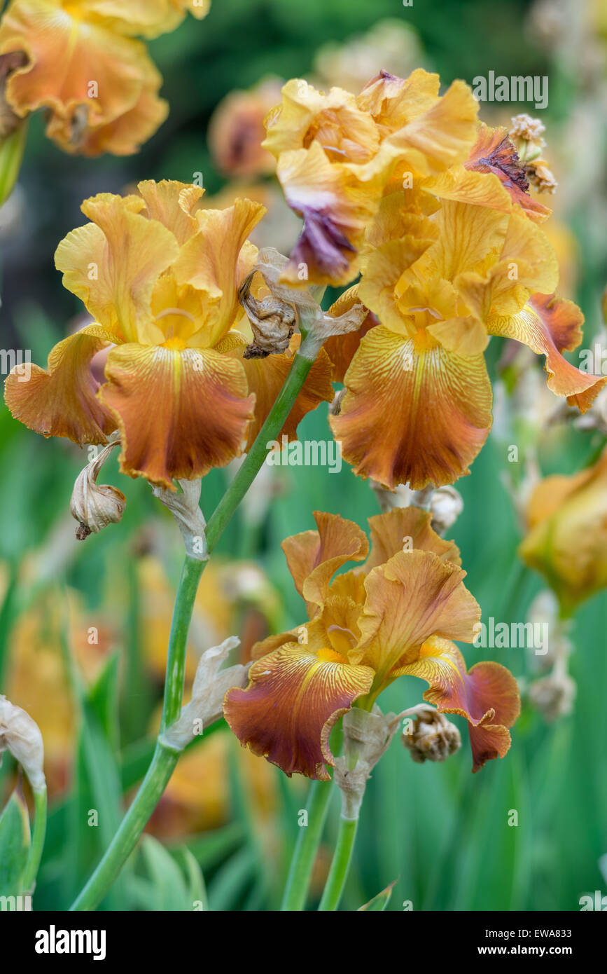 Gelb-braune IRIS Iris hautnah Stockfoto