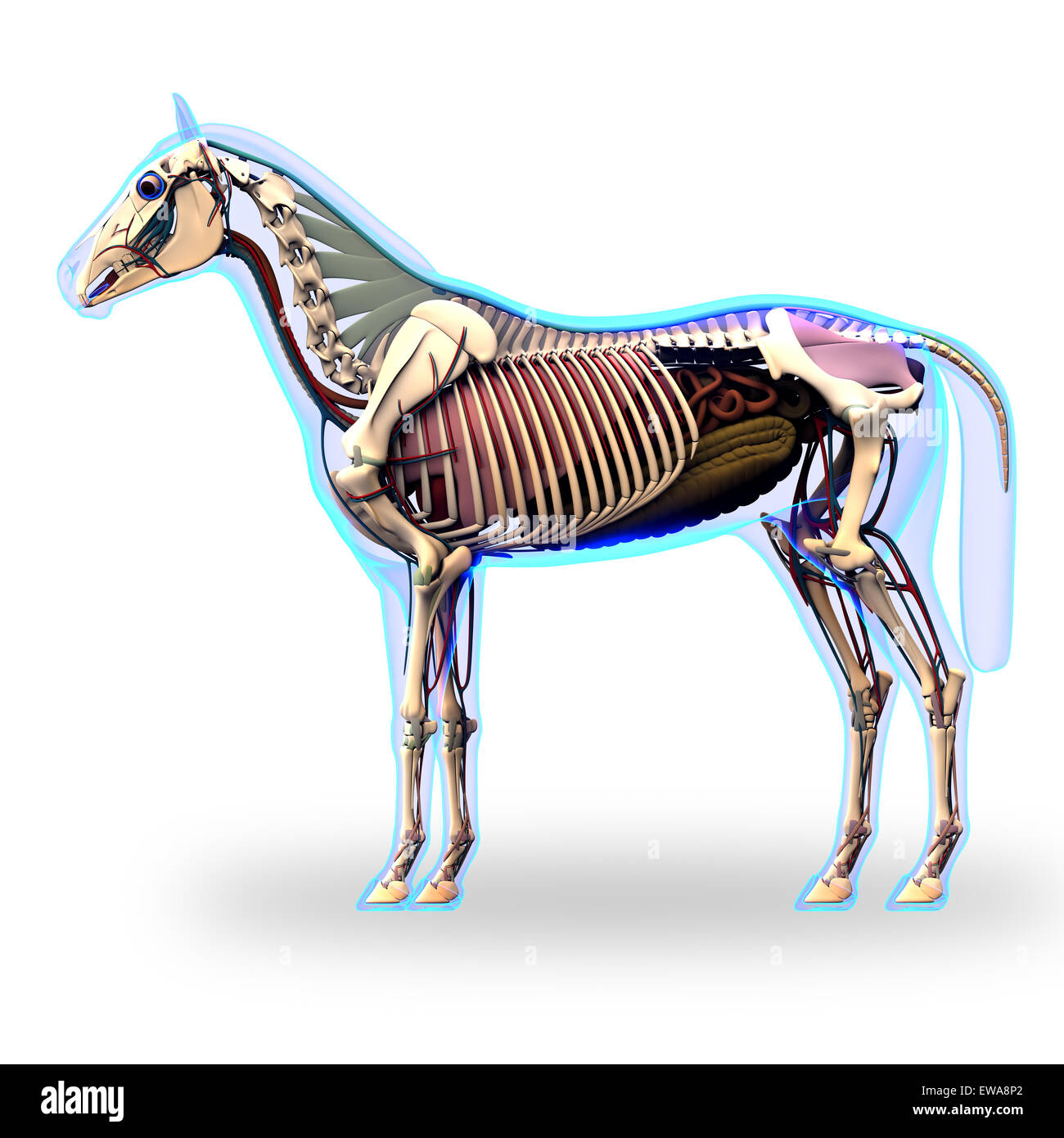 Pferd Skelett Seitenansicht mit Organen - Pferd Equus Anatomie - isoliert auf weiss Stockfoto