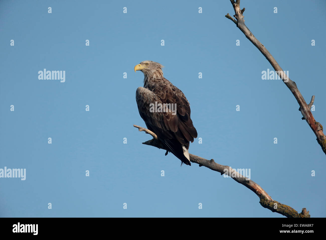 Meer-Seeadler, Haliaeetus Horste, einziger Vogel auf Zweig, Rumänien, Mai 2015 Stockfoto