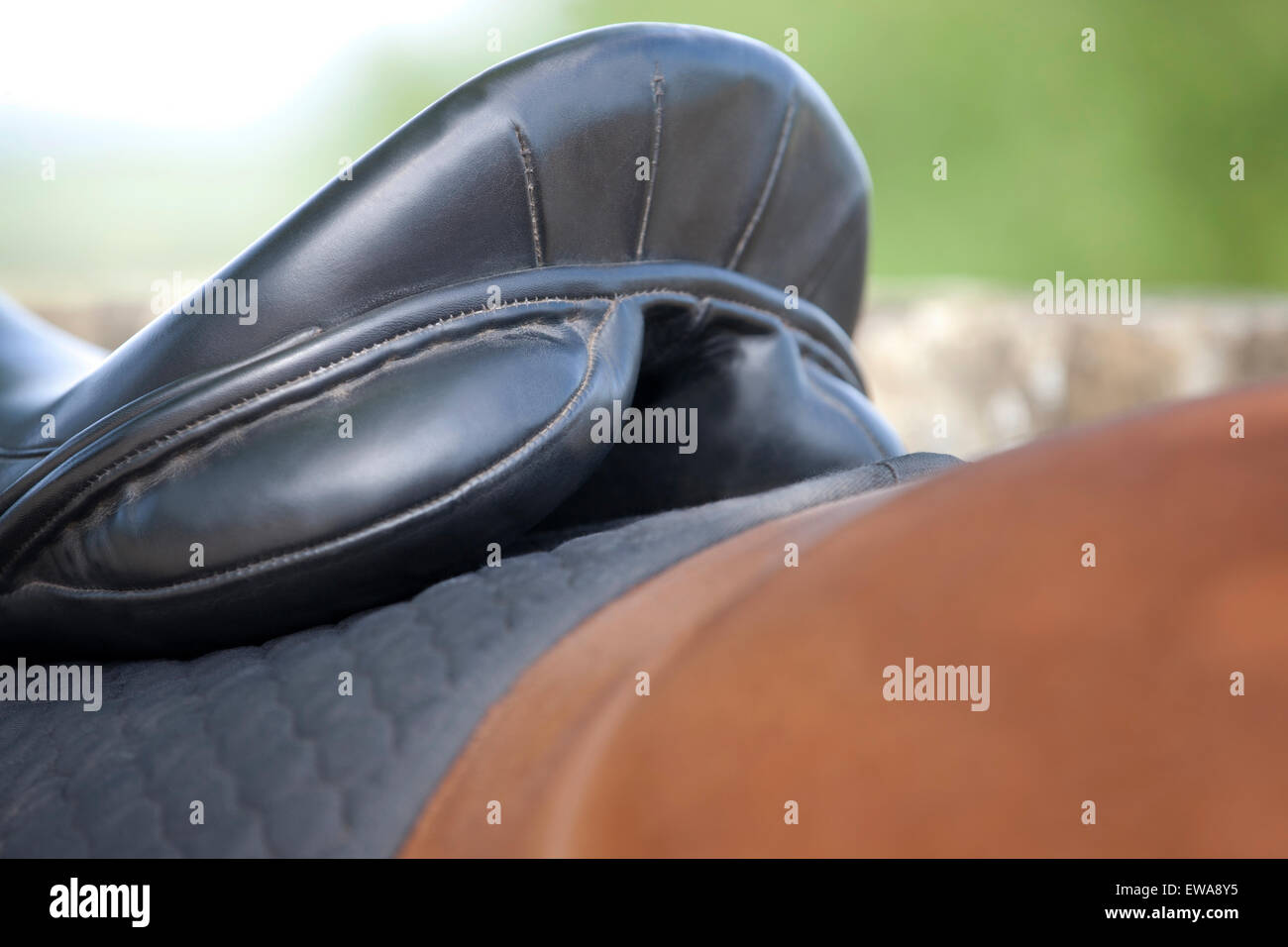 Einen Sattel auf dem Pferd, beschnitten Stockfoto