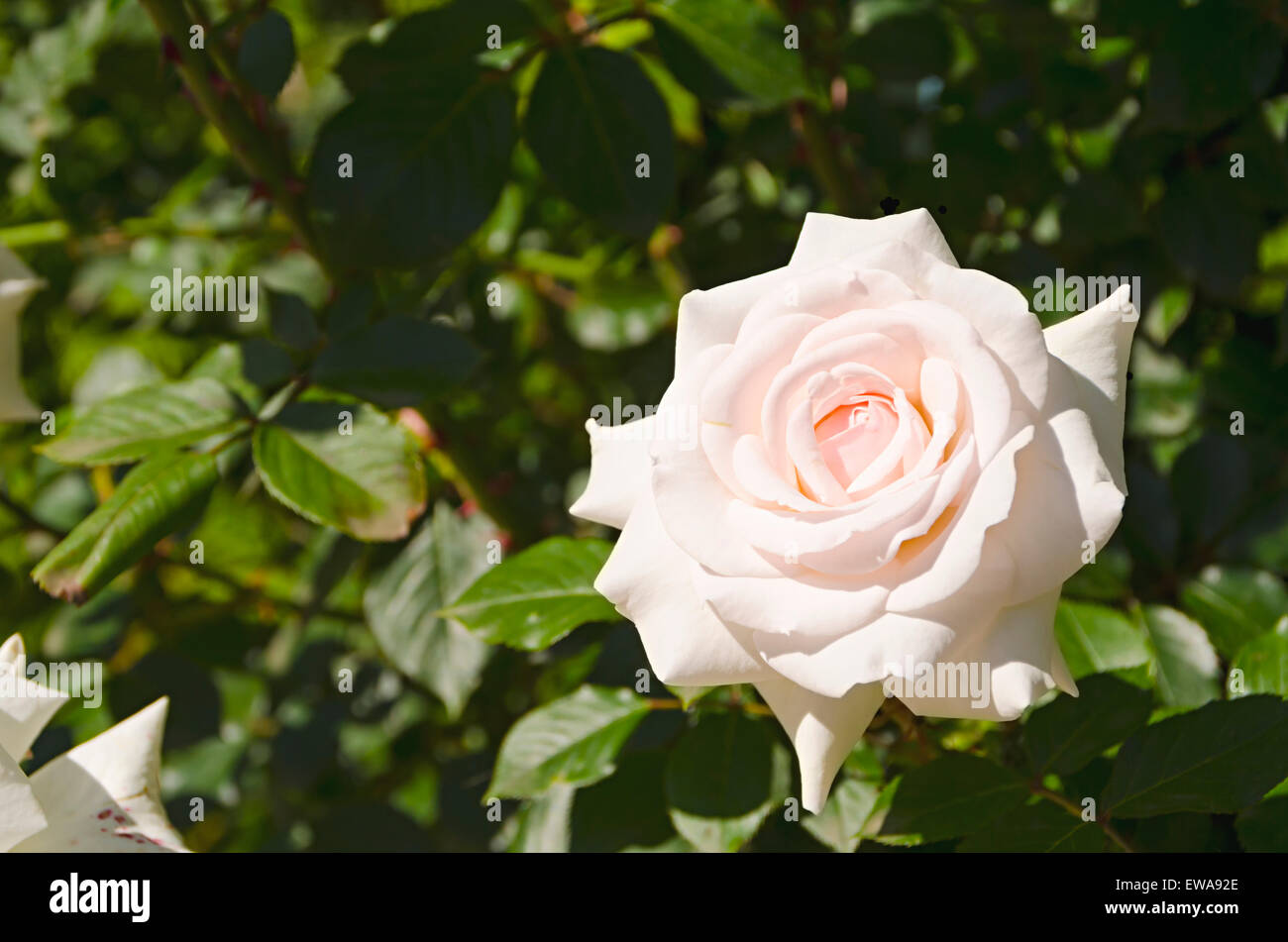 Weiße Rosen Blume Stockfoto