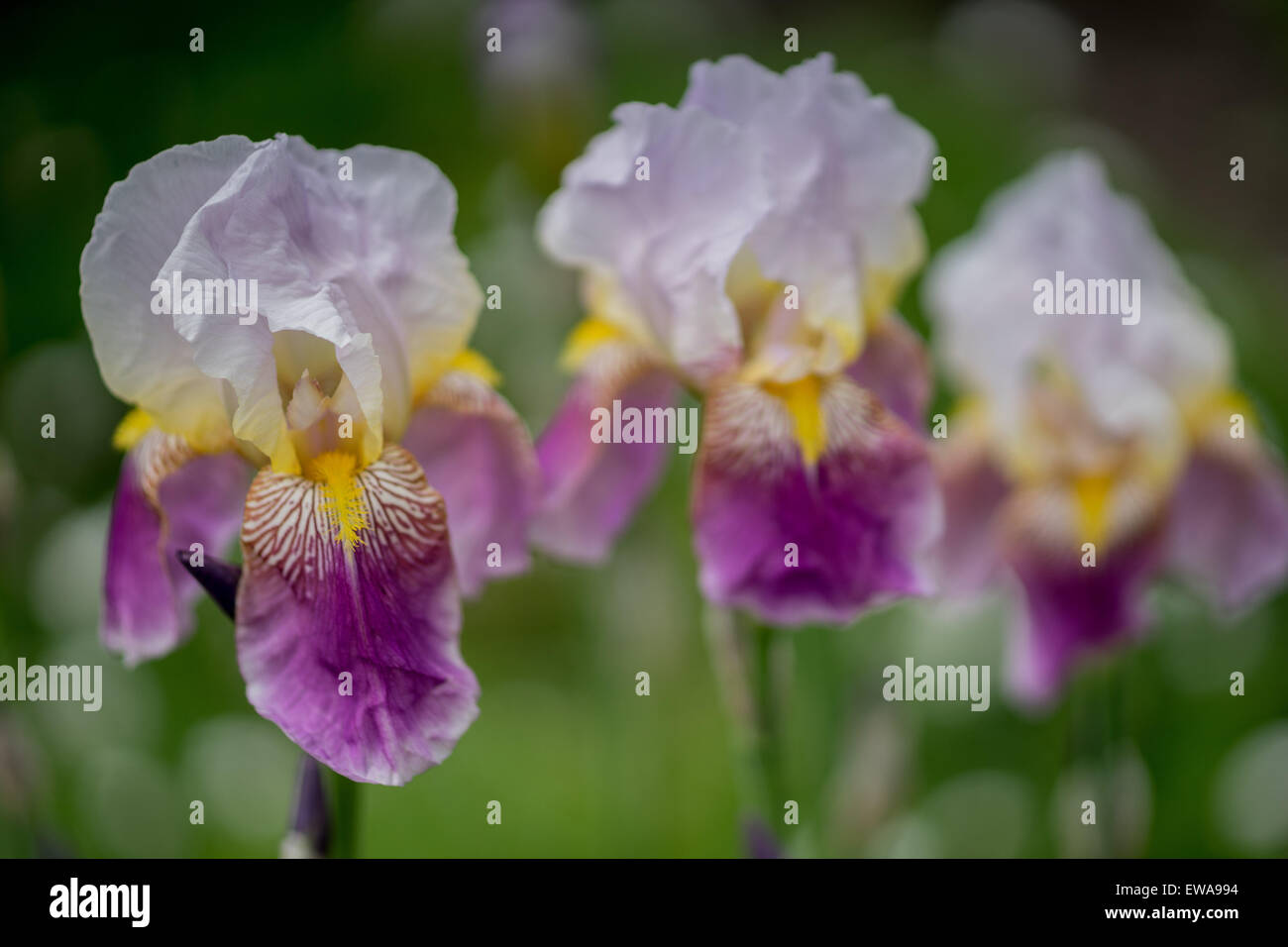 Weißes Licht, die lila gelbe Iris Blumen hautnah Stockfoto