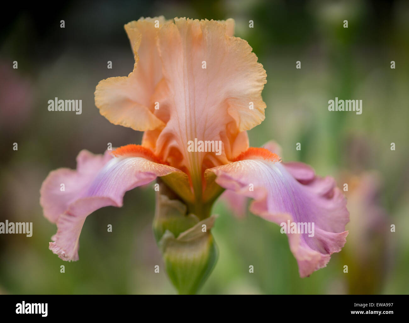 Licht lila orange Iris hautnah Stockfoto