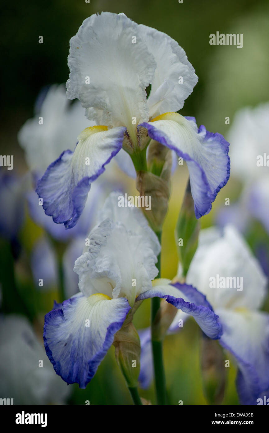 Blau umrandete weiße Iris Iris hautnah Stockfoto