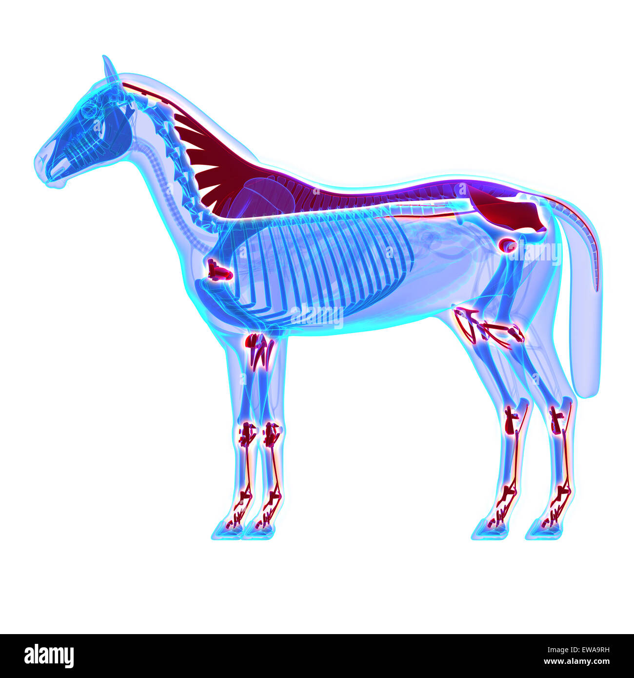 Pferd, Bänder und Gelenke / sehnen - Pferd Equus Anatomie - isoliert ...