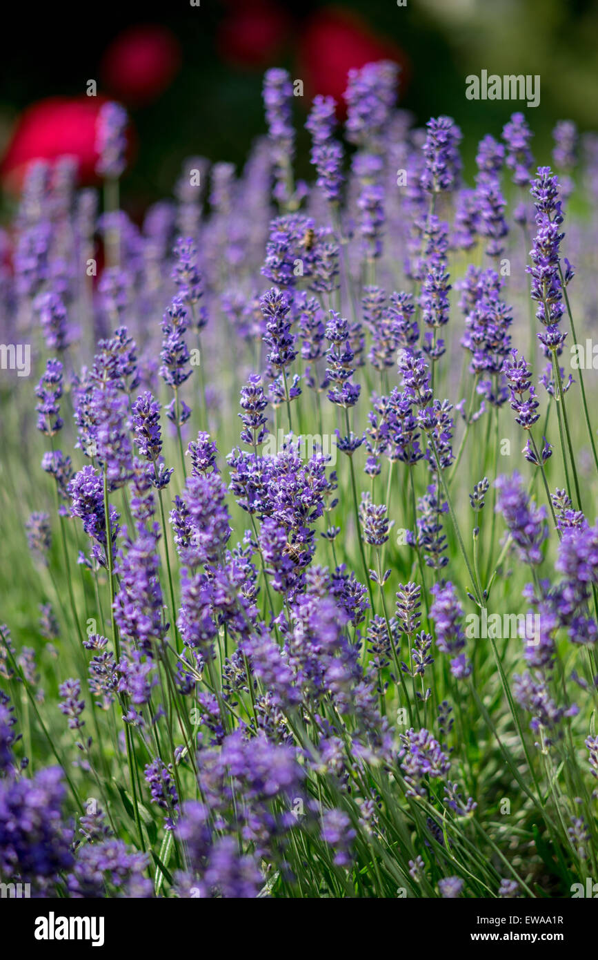 Lavendel Blüte nah, Lavandula angustifolia Stockfoto