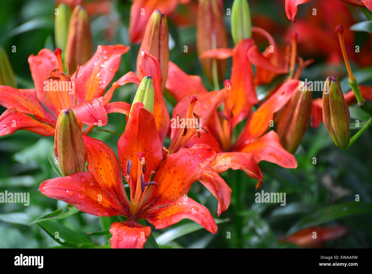 Schöne orange Lilien im Garten Stockfoto