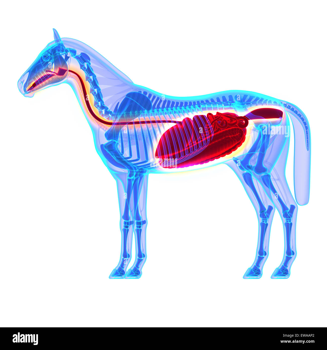 Pferd-Verdauungssystem - Pferd Equus Anatomie - isoliert auf weiss Stockfoto
