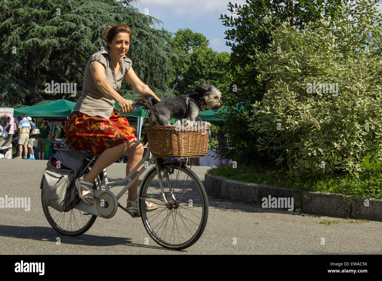 Frau, die Fahrrad fährt, mit Hund im Korb Stockfoto