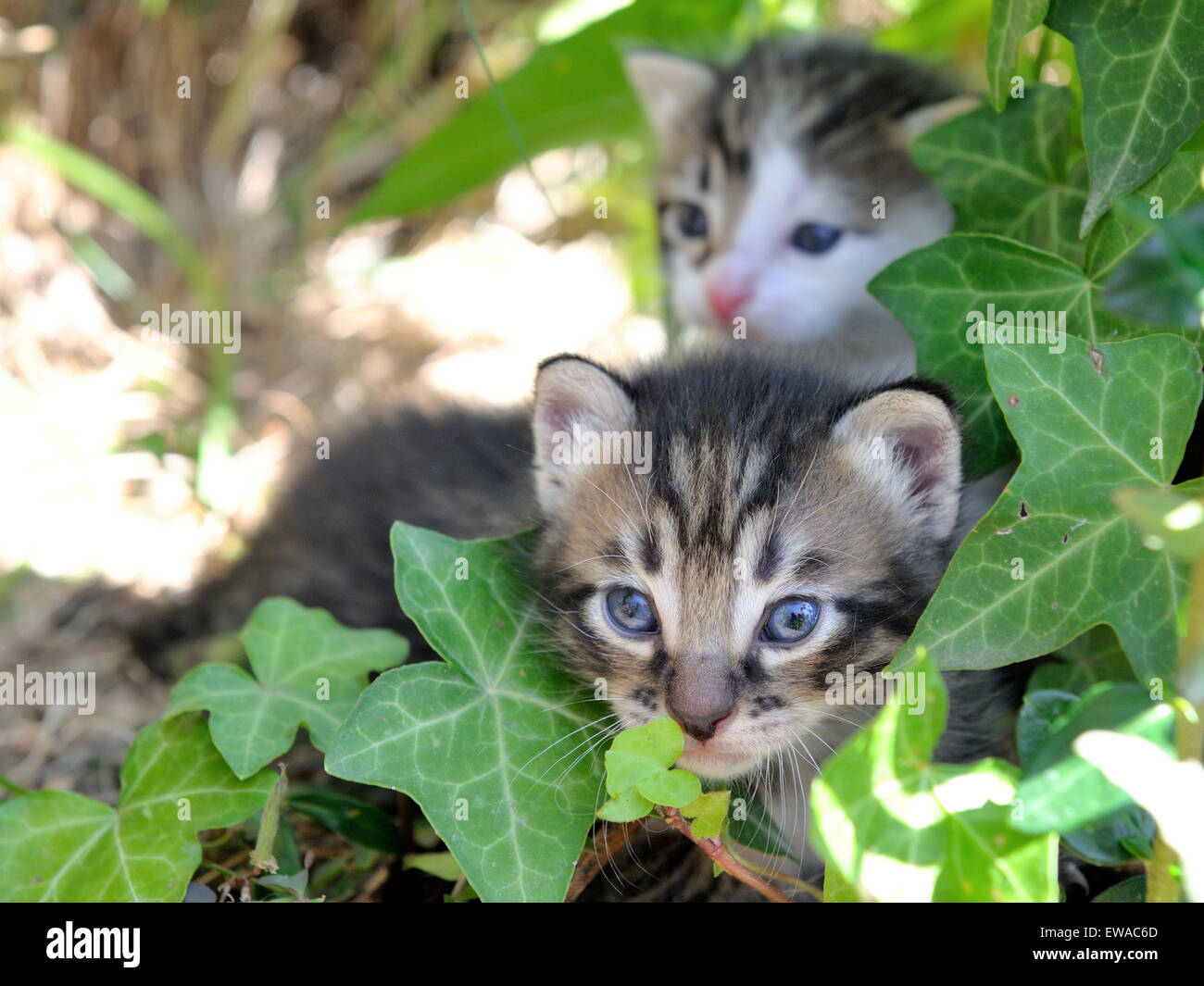 Kätzchen Neugeborenen unter dem Rasen bei Tageslicht fotografiert Stockfoto