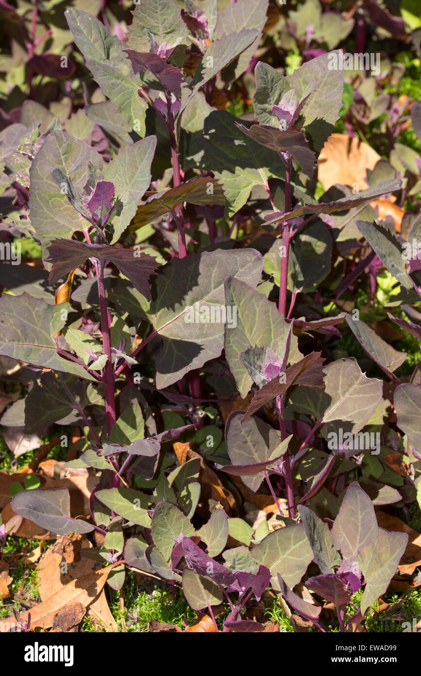 Rotes Laub der essbaren jährliche Salat alle, Atriplex Hortensis var. rubra Stockfoto