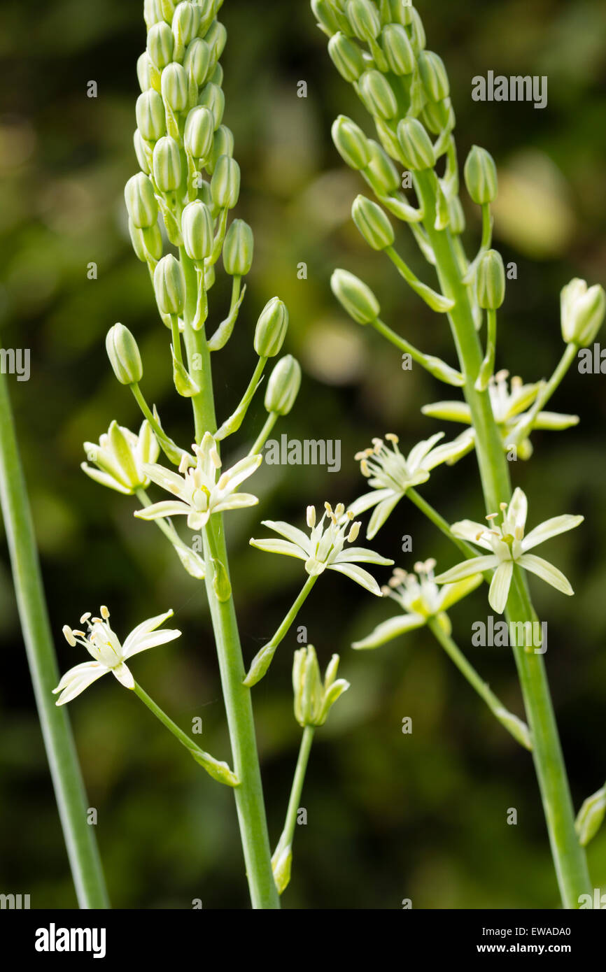 Blumen auf die essbaren Stiele der UK native Ornithogalum pyrenaicum Stockfoto